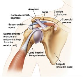 shoulder anatomy 